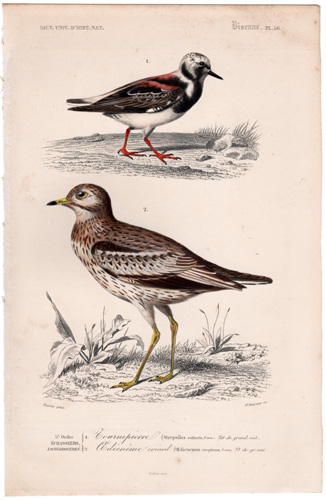 Stone Curlew, Ruddy Turnstone